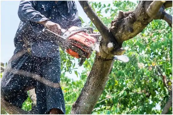 tree services Westover